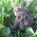 American Toad