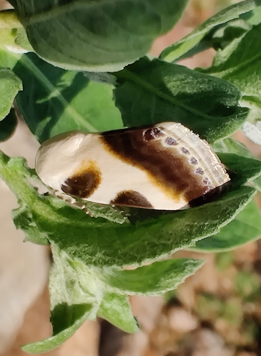 Acontia nitidula