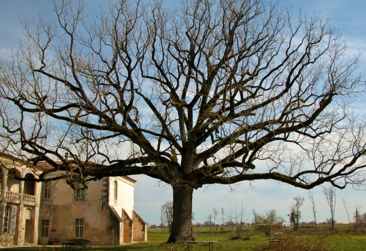 Ramificato di tuccio15