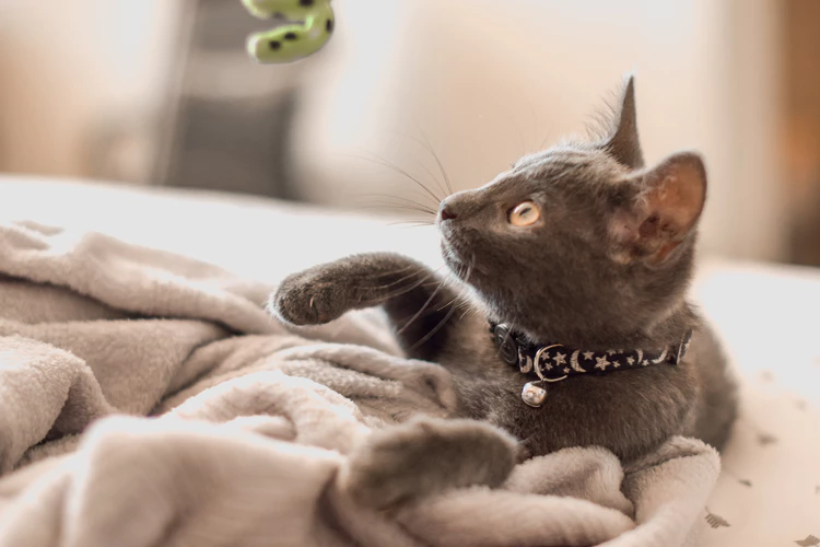 a kitten playing with toys