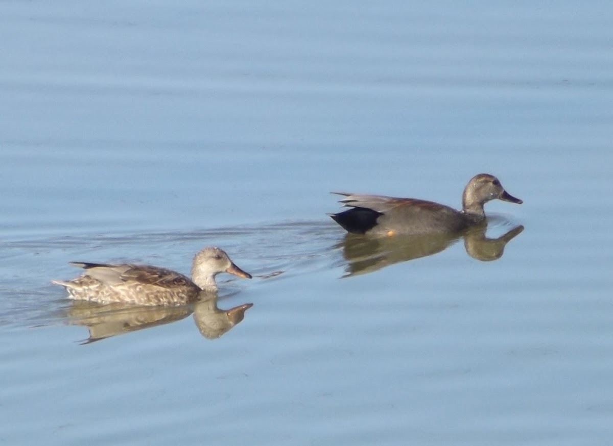 Gadwalls