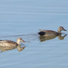 Gadwalls