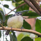 Yellow-rumped tinkerbird