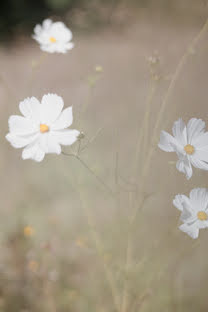 Wedding photographer Marie Thibault (maritibo). Photo of 2 November 2023