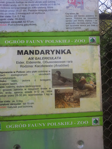 Mandarynka