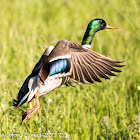 Mallard