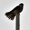 American Kestrel