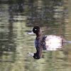 Lesser Scaup