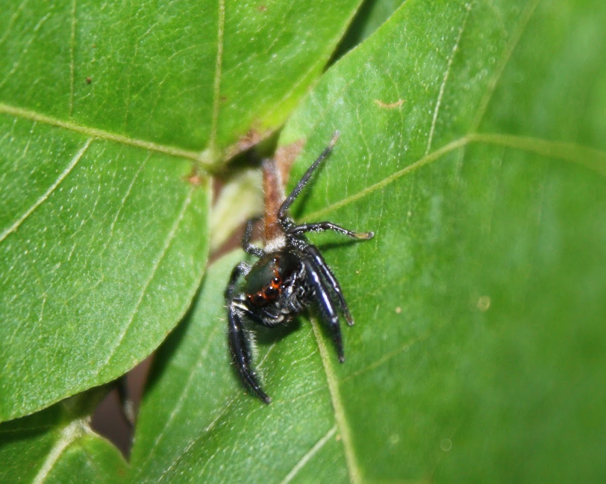 Leaping Northern Jumping Spider