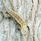 Texas spiny lizard