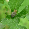 Ragweed Leaf Beetle