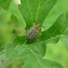 Ragweed Leaf Beetle