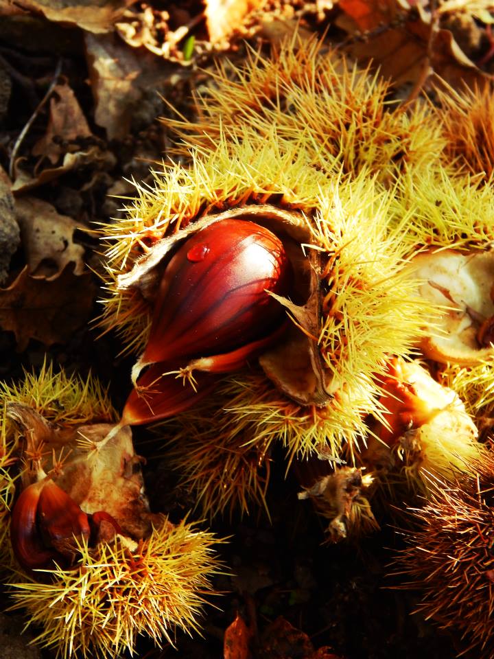  Sole e pioggia di valeriastella86