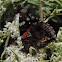 Red Admiral