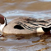 Northern pintail duck