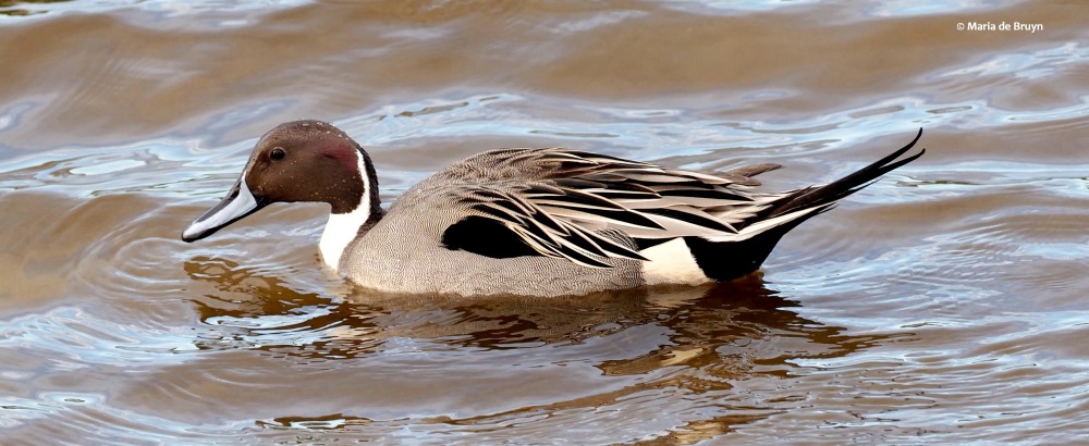 Northern pintail duck