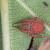 Orb-weaver spider