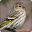 Eurasian Siskin Bird Call Sounds Ringtone Download on Windows
