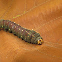 Imperial Moth Caterpillar