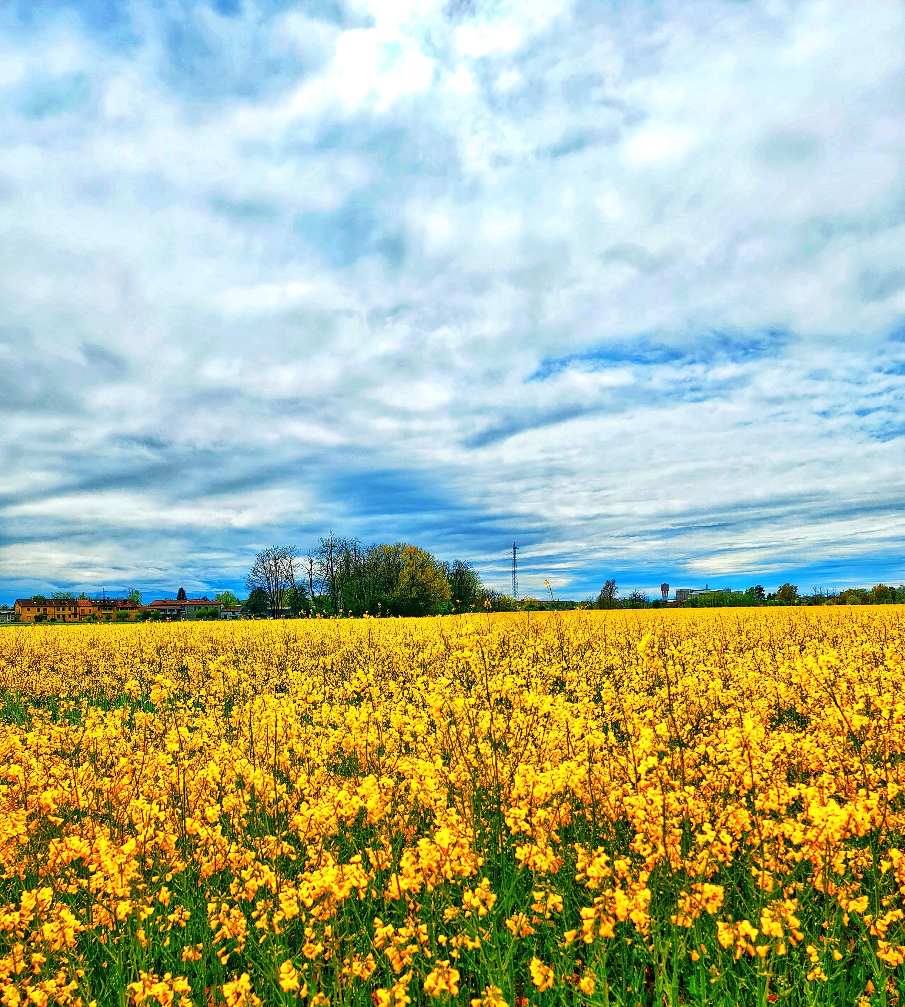 Giallo primavera di 70Malefica