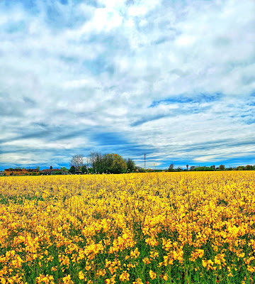 Giallo primavera di 70Malefica