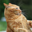 Cats Wallpapers Cats New Tab HD