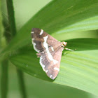 Beet Webworm Moth