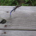 Five-Lined Skink