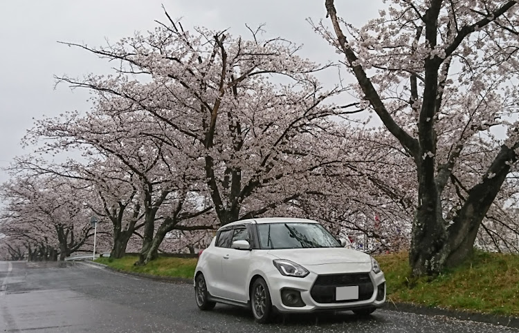 スイフトスポーツのコロナが早く終息しますように・桜と愛車・桜とコラボ・晴れて欲しかったな ( ；∀；)に関するカスタム事例の投稿画像1枚目