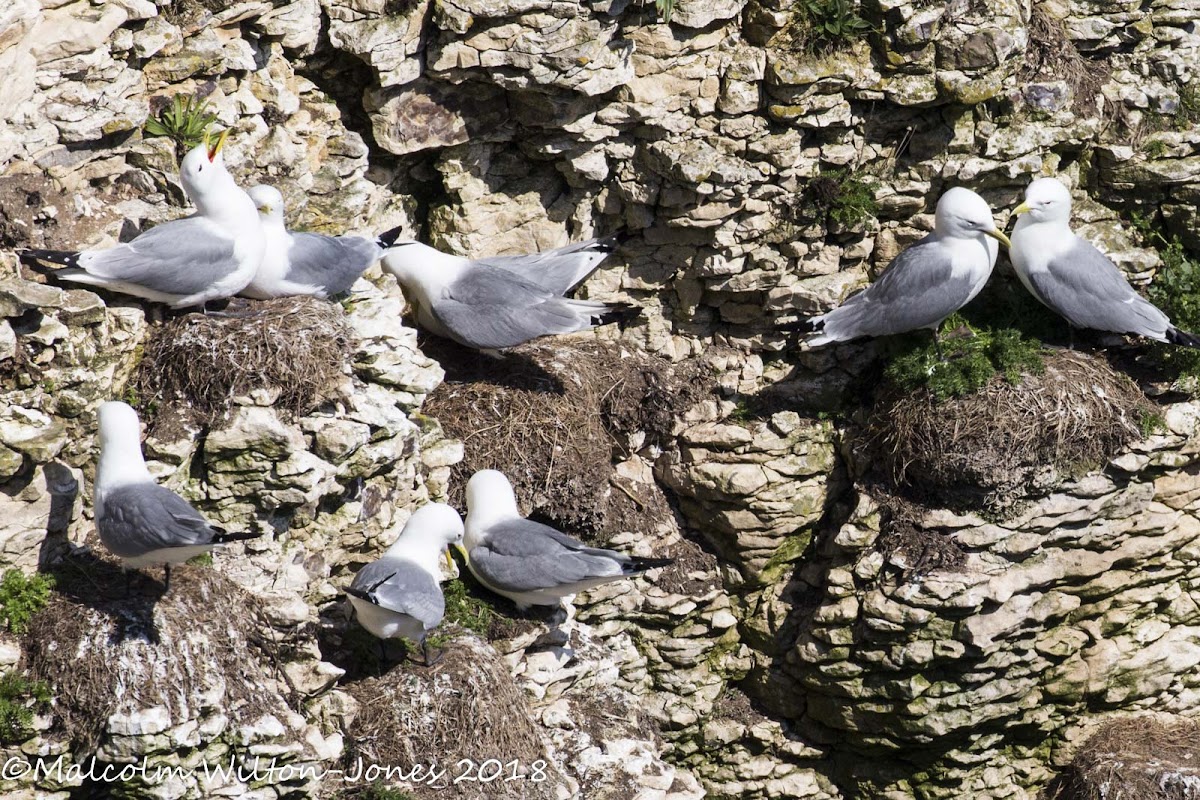 Kittiwake