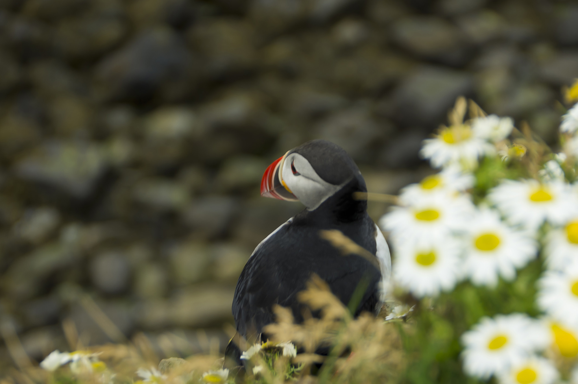 ROMANTIC PUFFIN di Roberto Simonazzi