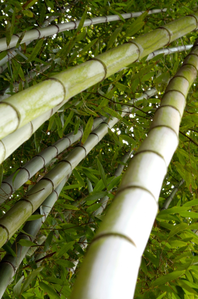 Bambù di laura70