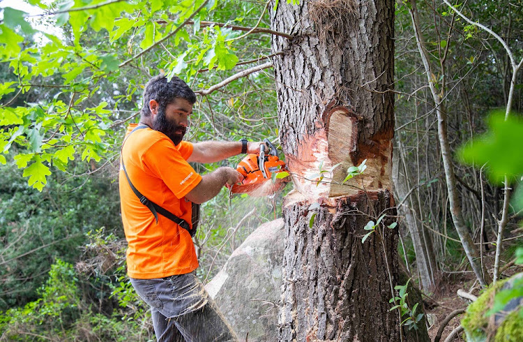 Specialist arborists like Chris McKirdy help the helihackers to work out strategies for the safe felling of targeted trees.