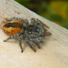 Jumping spider