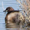 Little Grebe; Zampullin Chico