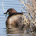 Little Grebe; Zampullin Chico