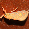 Lichen Moth