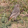 Black Redstart; Colirrojo Tizón