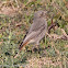 Black Redstart; Colirrojo Tizón