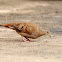 Tortolita (Ruddy ground dove)