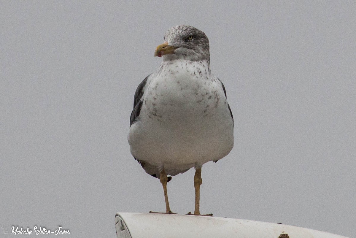 Lesser Black-backed Gull