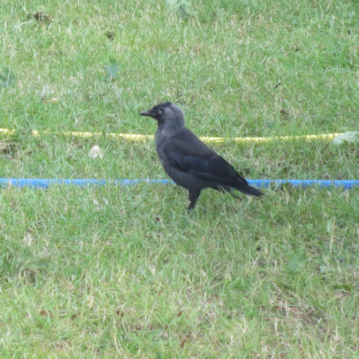 Western jackdaw