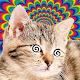 Cat Hypnotizer Download on Windows