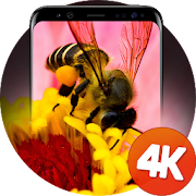 Insects wallpapers 4K 1.0.20 Icon