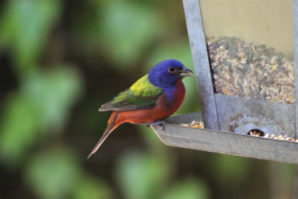 male painted bunting