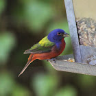 male painted bunting