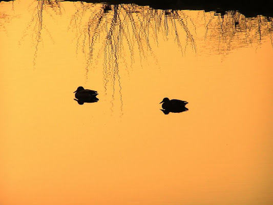 riflessi al tramonto di canebisca