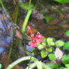 Cardinal Flower