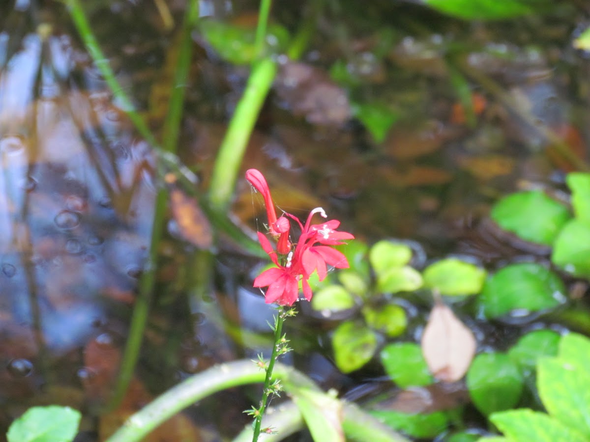 Cardinal Flower