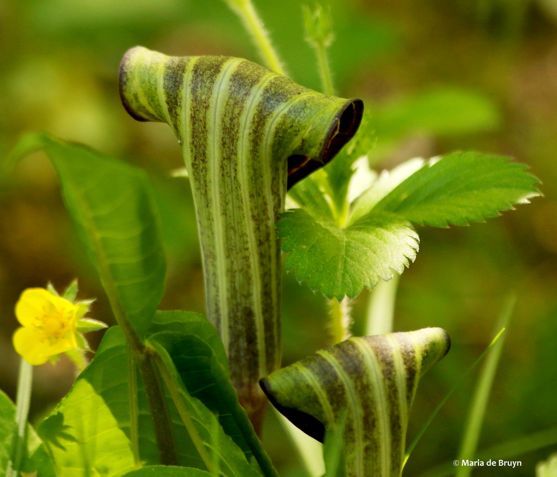 Jack-in-the-pulpit